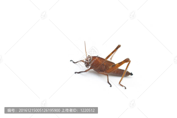 蚱蜢