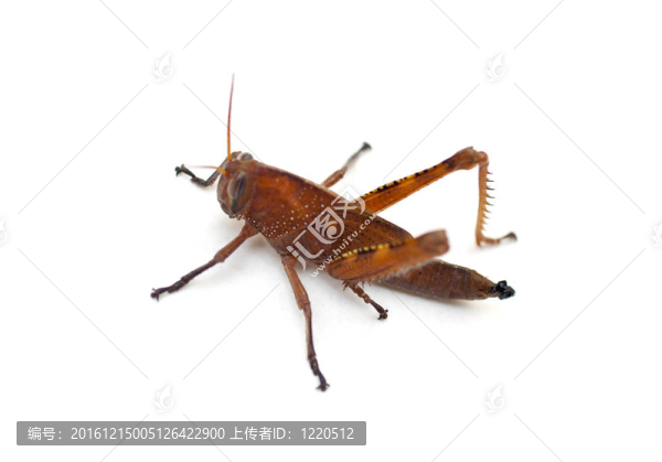 蚱蜢