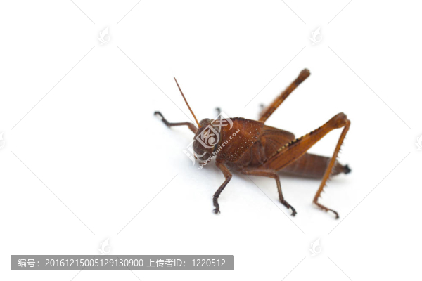 蚱蜢