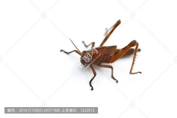 蚱蜢