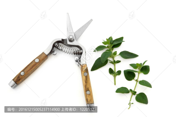 修枝剪和牛至草