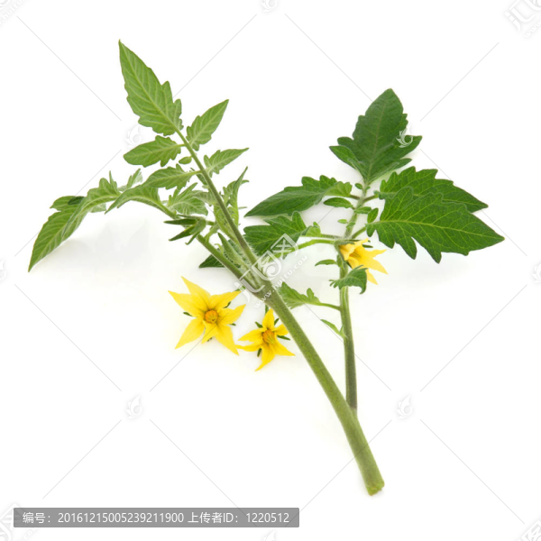 番茄葉的小枝