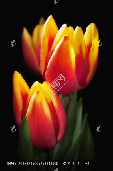 郁金香花束