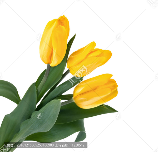 黃色的郁金香花束
