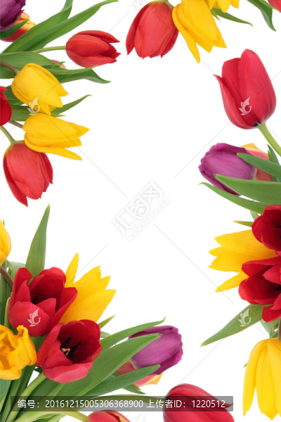 郁金香花壇