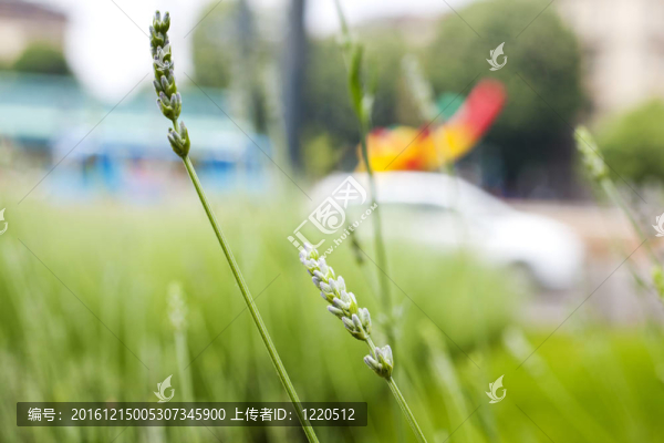薰衣草