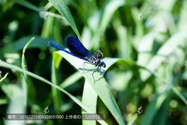 蜻蜓在葉