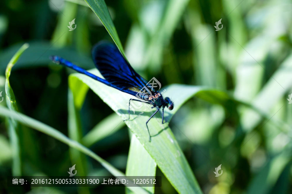 蜻蜓在葉