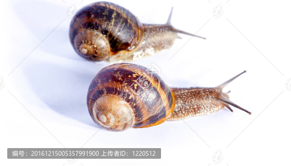 蝸牛