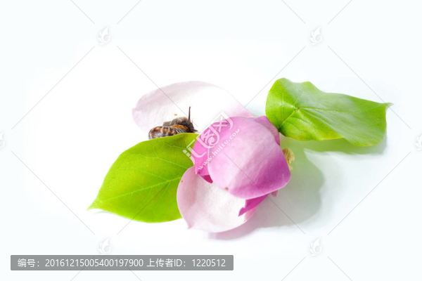 粉紅花蝸牛