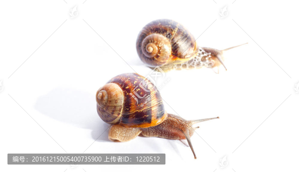 蝸牛