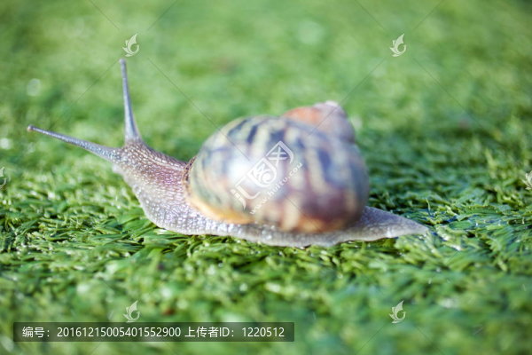 蝸牛