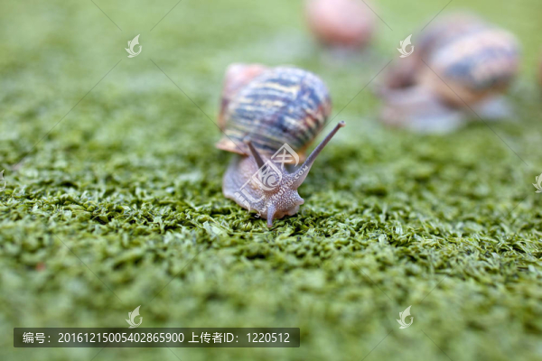 蝸牛
