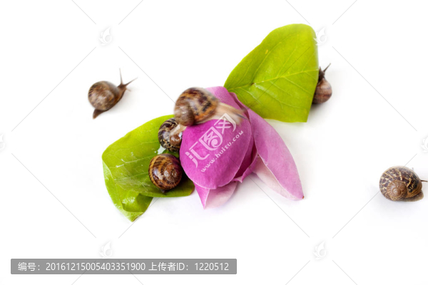 粉紅花蝸牛
