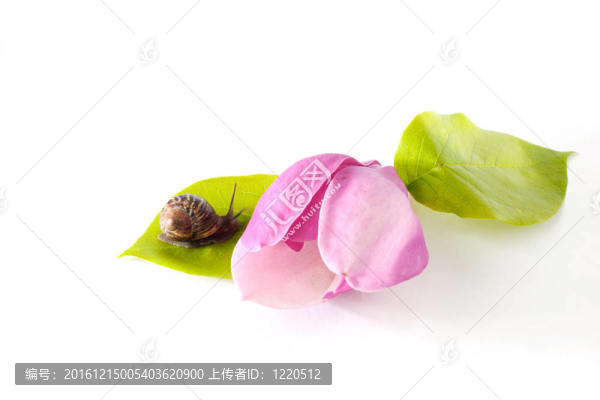 粉紅花蝸牛