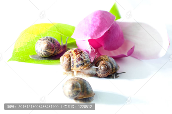粉紅花蝸牛