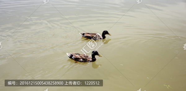鴨子在水上