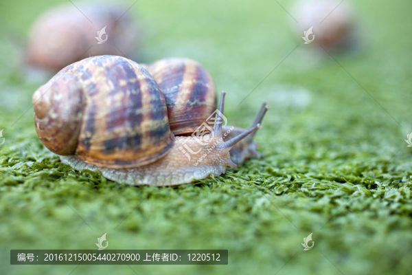 蝸牛