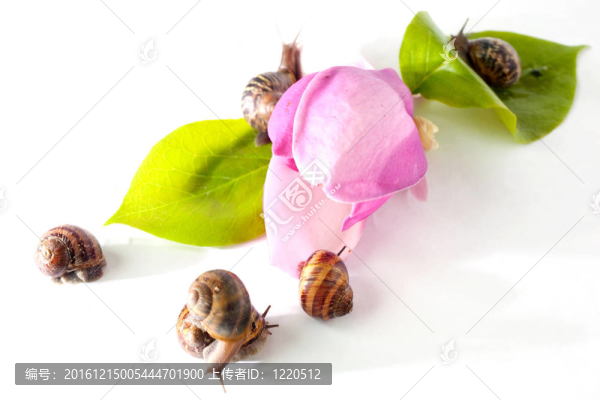 粉紅花蝸牛