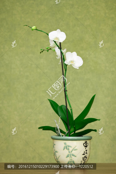 美麗的白蘭花