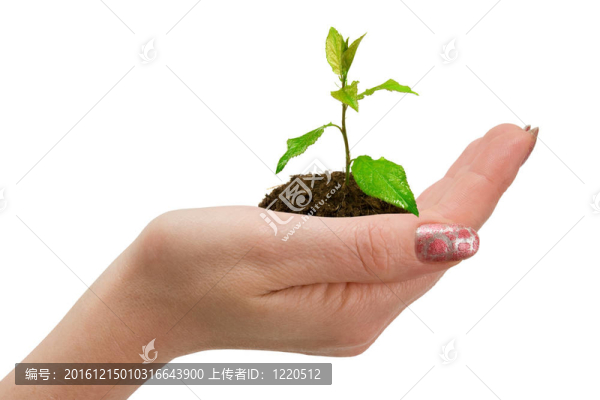 女人手上的綠色植物