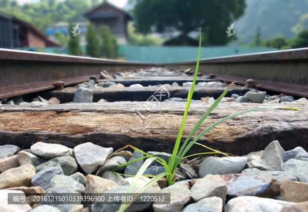 草地上的railtracks孤葉