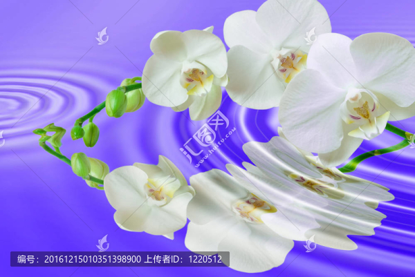 蘭花花的特寫