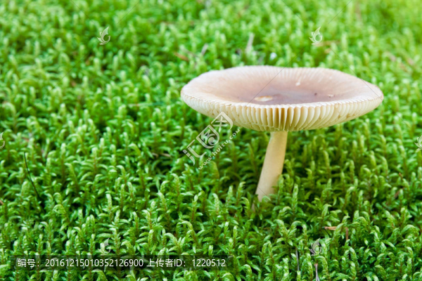 在苔白毒蕈。淺景深