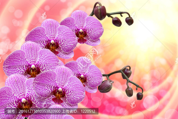 蘭花花的特寫