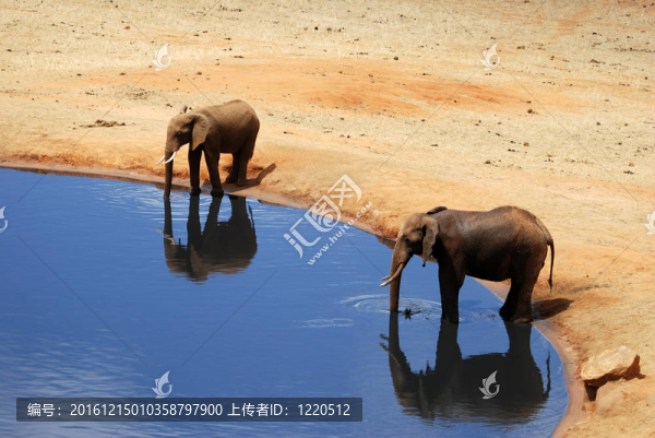 elefants