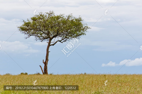 生命之樹
