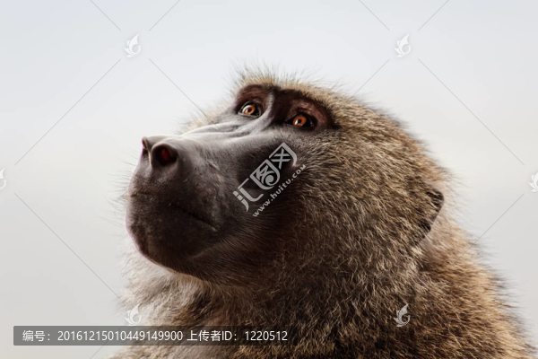 Baboon在肯尼亞