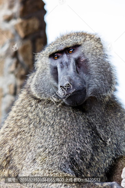 Baboon在肯尼亞
