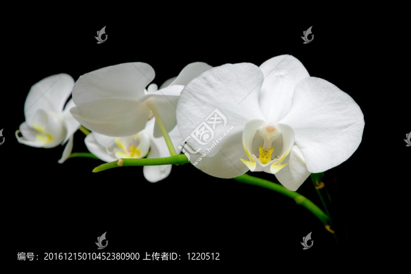 白色背景上盛開的白蘭花