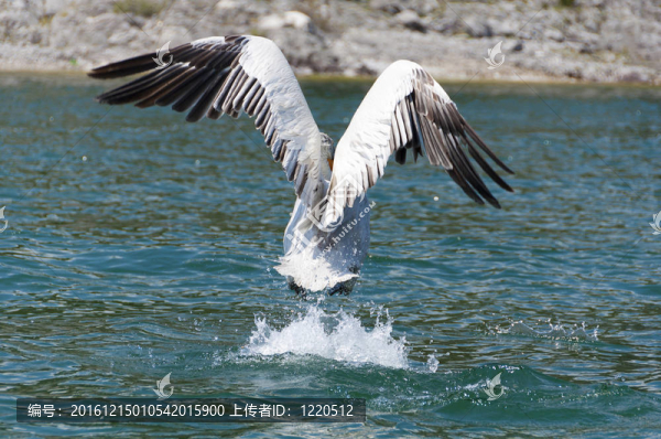 鵜鶘起飛