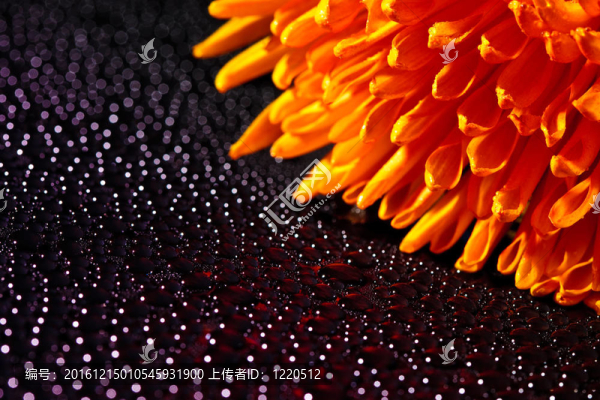 美丽的水滴和橙花