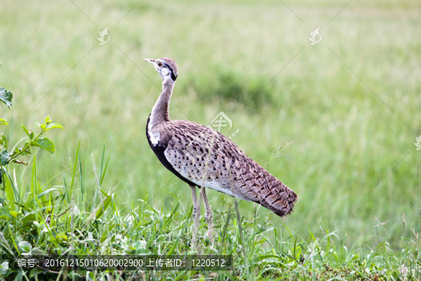 肯尼亞之鳥