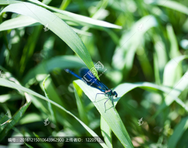 蜻蜓在葉