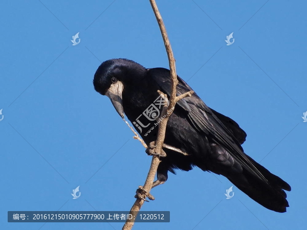 車用獵物；Corvus,frugilegus