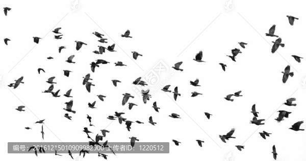 白色的鳥群