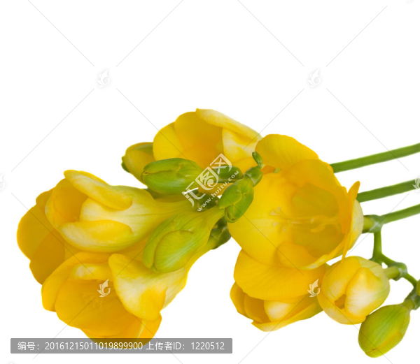 黃色的小花朵