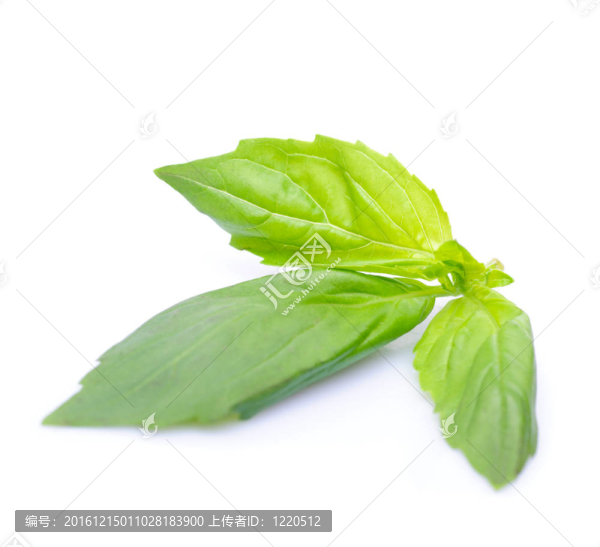 紫蘇分離