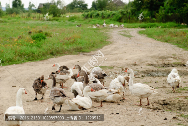 農(nóng)村道路鵝
