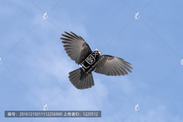 法國(guó)阿爾卑斯山的鳥
