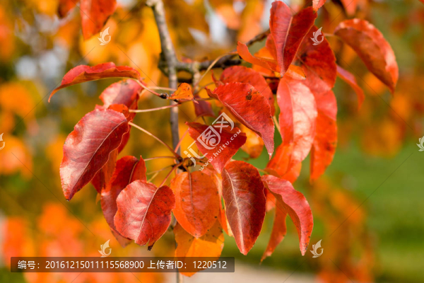 秋天的紅葉