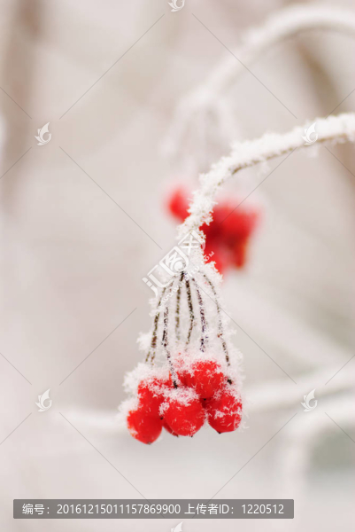冬紅rawanberry