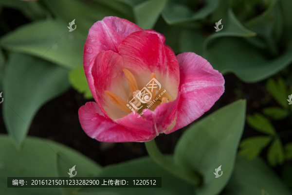 春天的郁金香