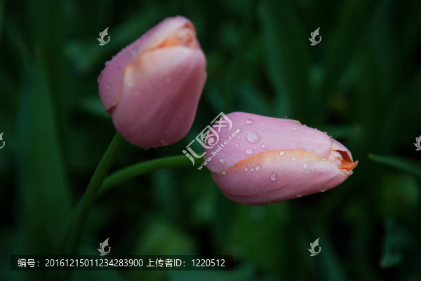 春天的郁金香