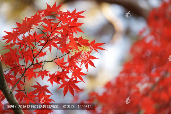 紅色的楓葉