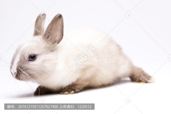 白色背景的復(fù)活節(jié)兔子
